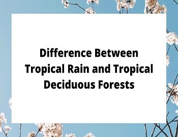 Tropical Rain and Tropical Deciduous Forests