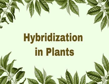 Hybridization in Plants