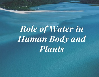 Role of Water in Human Body and Plants