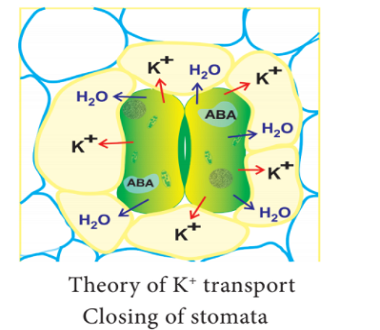 theory of potassium transport closing of stomata