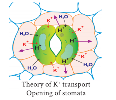 theory of potassium transport opening of stomata