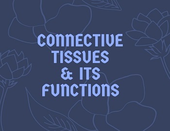 Connective tissues