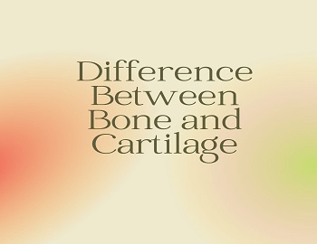 Difference Between Bone and Cartilage