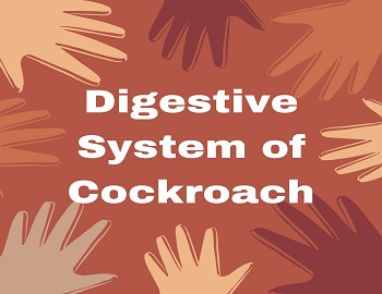Digestive System of Cockroach
