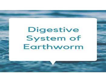 Digestive System of Earthworm