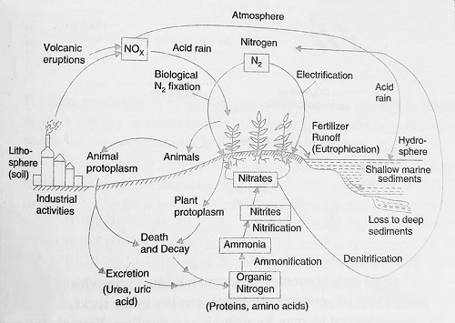 Explain the process of the Nitrogen Cycle