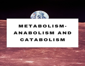 Metabolism-Anabolism and Catabolism