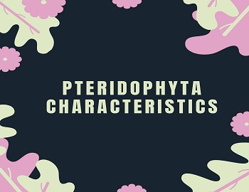 Pteridophyta Characteristics