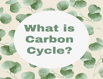 What is Carbon Cycle