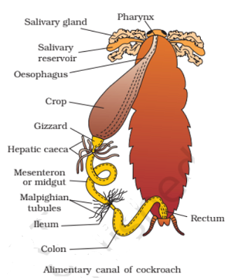 alimentary canal of cockroach