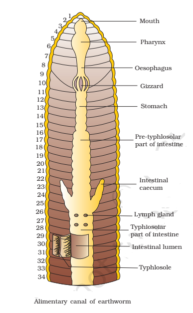 alimentary canal of earthworm