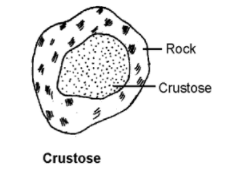 crustose