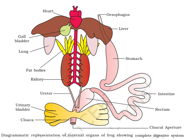 frog digestive system diagram