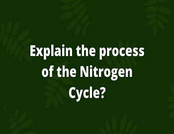 process of the Nitrogen Cycle