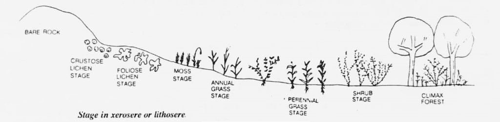 stages in lithosere