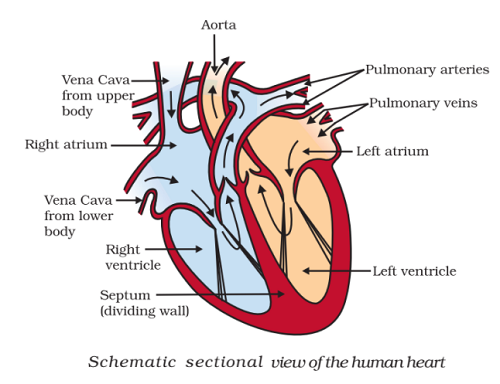 structure of human heart