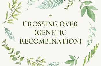 Crossing Over (Genetic Recombination)