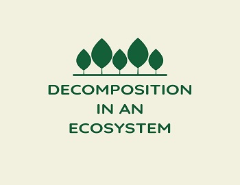 Decomposition in an Ecosystem