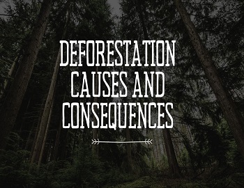 Deforestation Causes and Consequences