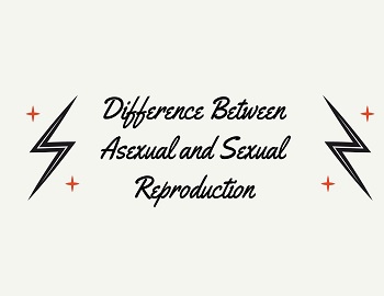 Difference Between Asexual and Sexual Reproduction