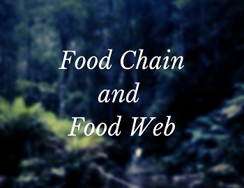 Food Chain and Food Web