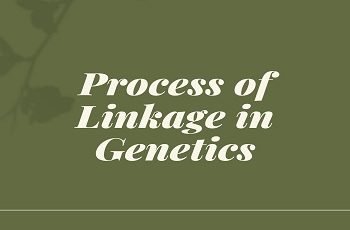 Process of Linkage in Genetics