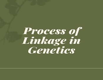 Process of Linkage in Genetics
