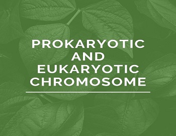 Prokaryotic and Eukaryotic Chromosome