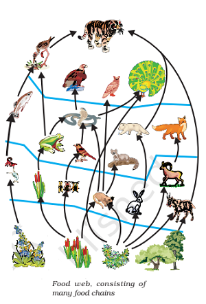 food web consisting of many food chains