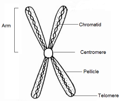 structure of a chromosome