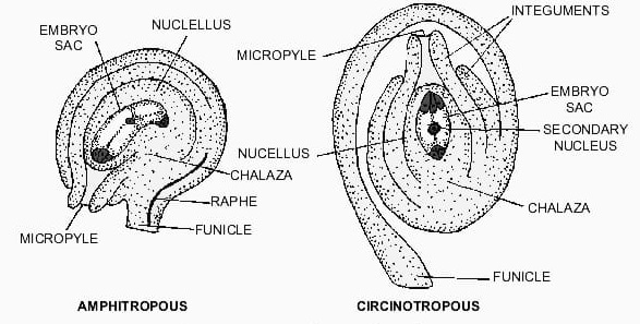 Amphitropous and Circinotropous Ovule