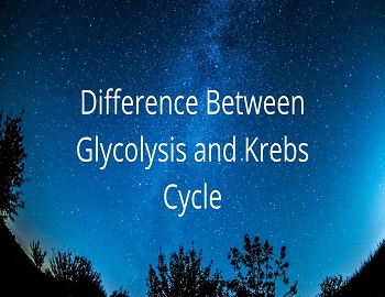 Difference Between Glycolysis and Krebs Cycle