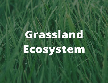 Grassland Ecosystem