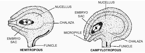 Hemianatropous and Campylotropous Ovule