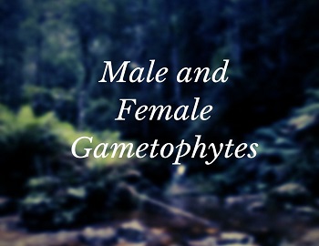 Male and Female Gametophytes