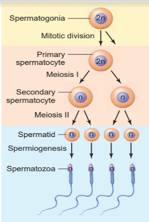 Spermatogenesis Process