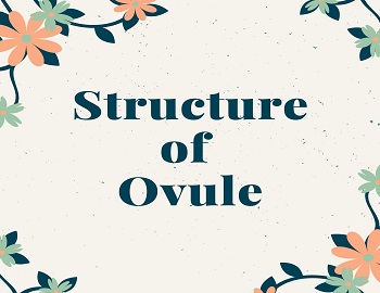 Structure of Ovule