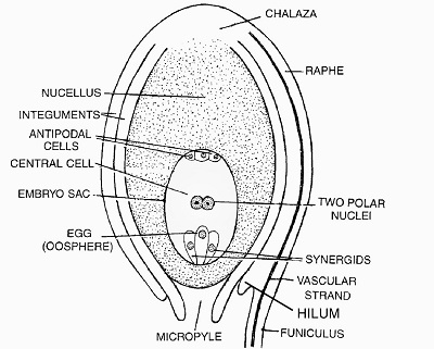 Structure of a typical Ovule