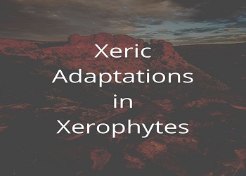 Xeric Adaptations in Xerophytes