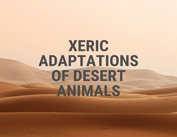 Xeric Adaptations of Desert Animals
