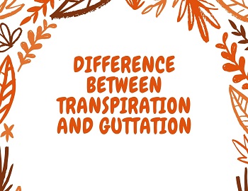 Difference Between Transpiration and Guttation
