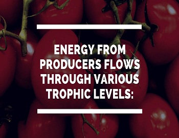 Energy from Producers flows through various Trophic Levels