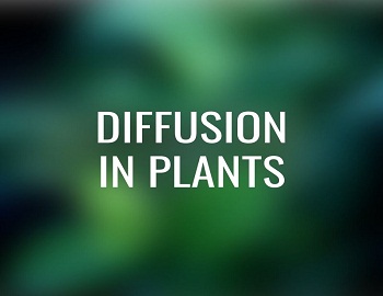 Diffusion in Plants
