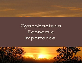 Cyanobacteria Economic Importance