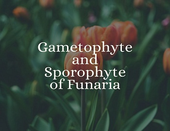 Gametophyte and Sporophyte of Funaria