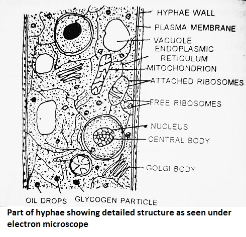 Part of hyphae showing detailed structure as senn under electron microscope