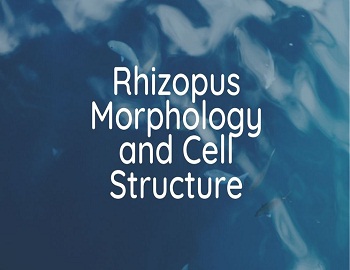Rhizopus Morphology and Cell Structure