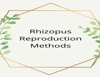 Rhizopus Reproduction Methods