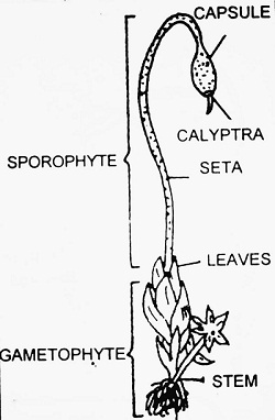 Sporophyte and Gametophyte of Funaria