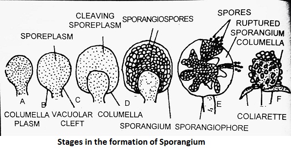 Stages in the formation of sporangium